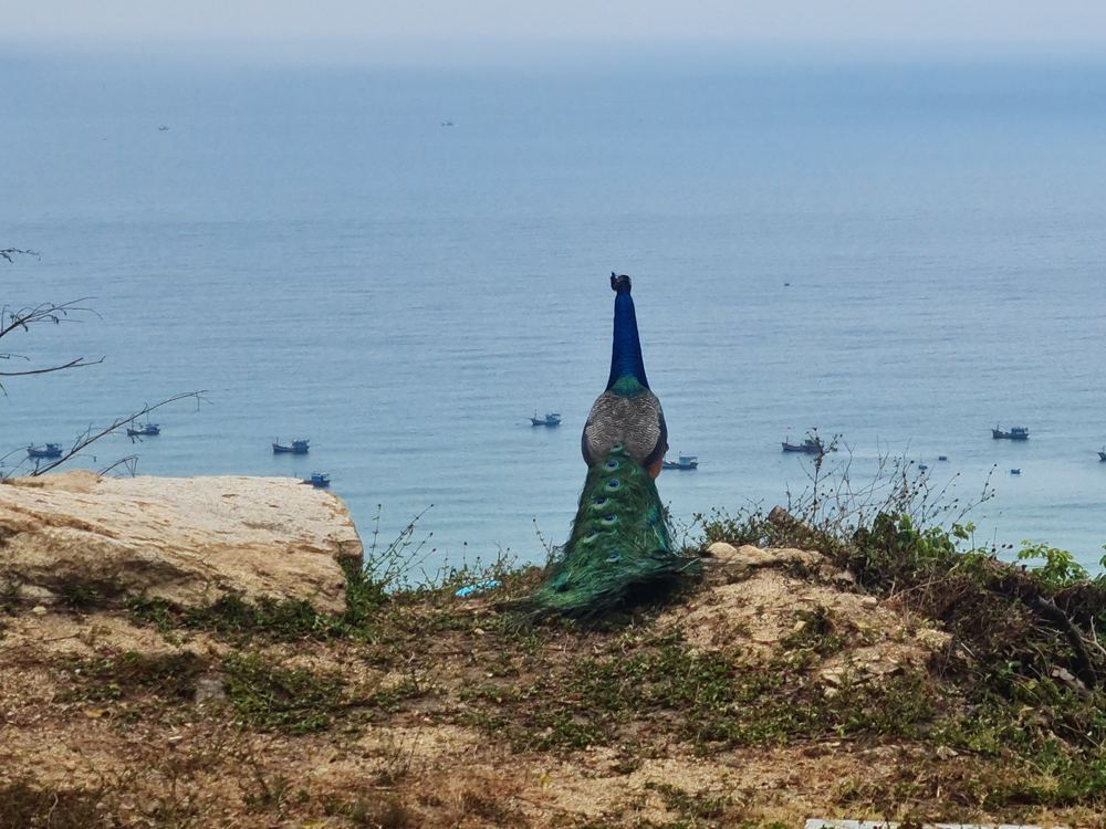 꾸이년 역사문화 투어