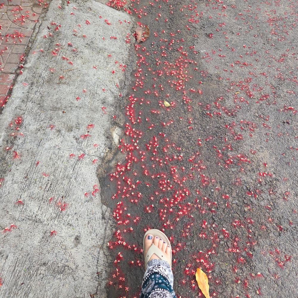 담시장